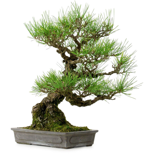 Pinus thunbergii, 40 cm, ± 20 years old, with a nebari of 12 cm