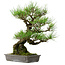 Pinus thunbergii, 40 cm, ± 20 jaar oud, met een nebari van 12 cm.