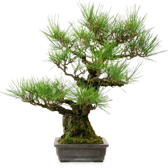 Pinus thunbergii, 40 cm, ± 20 years old, with a nebari of 12 cm
