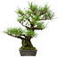 Pinus thunbergii, 40 cm, ± 20 years old, with a nebari of 12 cm