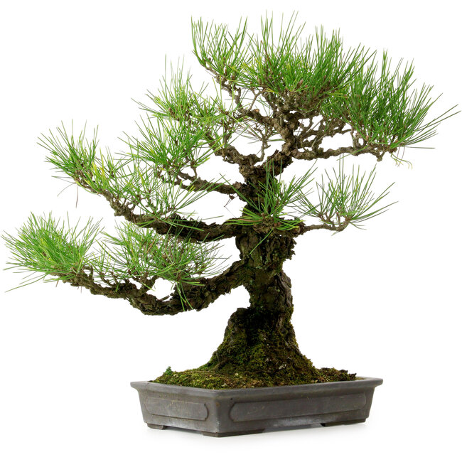 Pinus thunbergii, 40 cm, ca. 20 Jahre alt, mit einem Wurzelhals von 12 cm