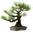 Pinus thunbergii, 40 cm, ± 20 anni, con nebari di 12 cm