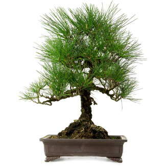Pinus thunbergii, 48 cm, ± 20 years old