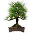 Pinus thunbergii, 48 cm, ca. 20 Jahre alt, mit einem Wurzelhals von 18 cm