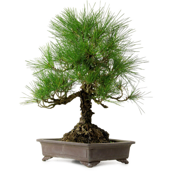 Pinus thunbergii, 48 cm, ± 20 years old, with a nebari of 18 cm