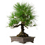 Pinus thunbergii, 48 cm, ± 20 anni, con nebari di 18 cm