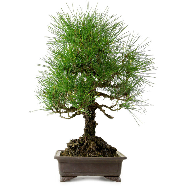 Pinus thunbergii, 48 cm, ca. 20 Jahre alt, mit einem Wurzelhals von 18 cm