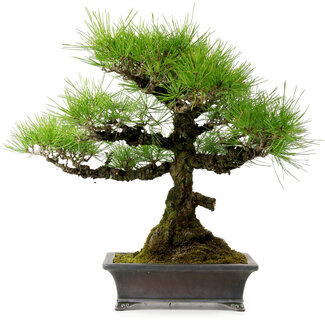 Pinus thunbergii, 43 cm, ± 20 Jahre alt