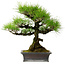 Pinus thunbergii, 43 cm, ± 20 años de edad