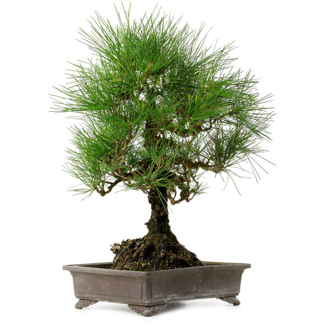 Pinus thunbergii, 48 cm, ± 20 years old, with a nebari of 18 cm