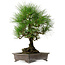 Pinus thunbergii, 48 cm, ± 20 jaar oud, met een nebari van 18 cm.