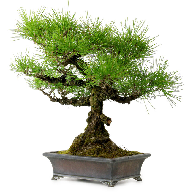 Pinus thunbergii, 43 cm, ± 20 Jahre alt