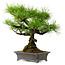 Pinus thunbergii, 43 cm, ± 20 ans