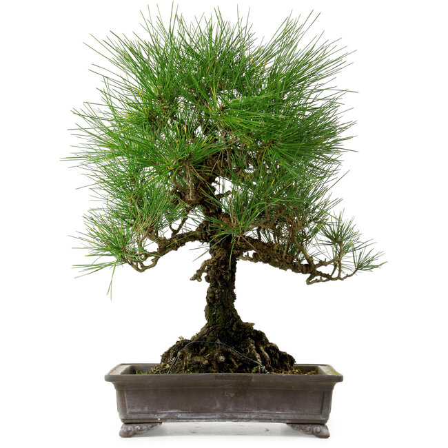Pinus thunbergii, 48 cm, ± 20 ans, avec un nebari de 18 cm