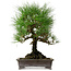 Pinus thunbergii, 48 cm, ± 20 years old, with a nebari of 18 cm