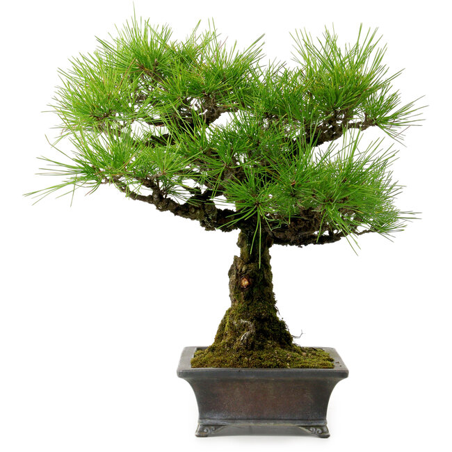 Pinus thunbergii, 43 cm, ± 20 Jahre alt