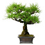 Pinus thunbergii, 43 cm, ± 20 years old