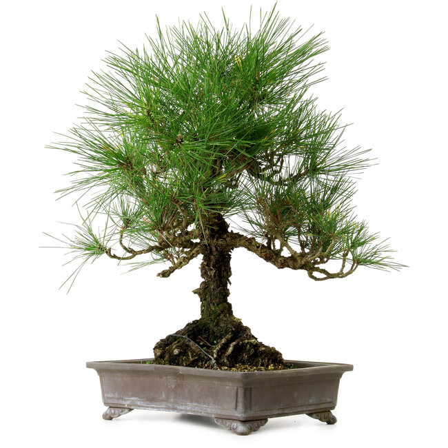 Pinus thunbergii, 48 cm, ca. 20 Jahre alt, mit einem Wurzelhals von 18 cm