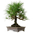 Pinus thunbergii, 48 cm, ca. 20 Jahre alt, mit einem Wurzelhals von 18 cm