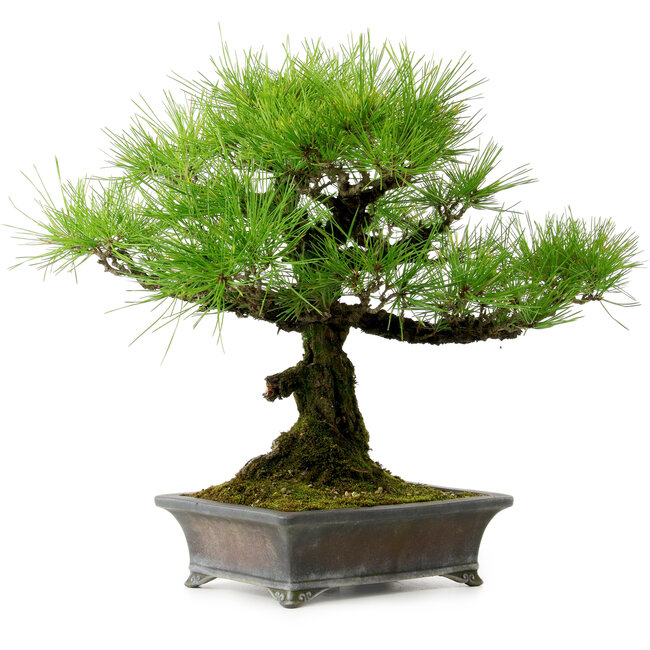 Pinus thunbergii, 43 cm, ± 20 Jahre alt