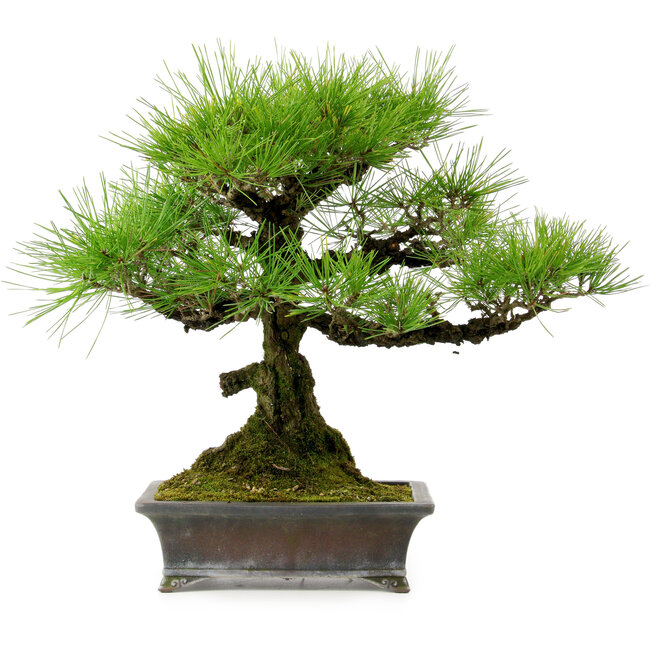 Pinus thunbergii, 43 cm, ± 20 jaar oud