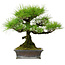 Pinus thunbergii, 43 cm, ± 20 años de edad