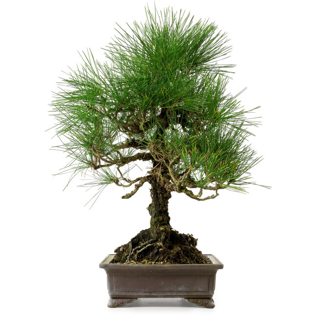 Pinus thunbergii, 48 cm, ca. 20 Jahre alt, mit einem Wurzelhals von 18 cm