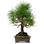 Pinus thunbergii, 48 cm, ± 20 years old, with a nebari of 18 cm