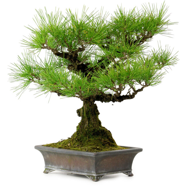 Pinus thunbergii, 43 cm, ± 20 ans