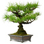 Pinus thunbergii, 43 cm, ± 20 Jahre alt