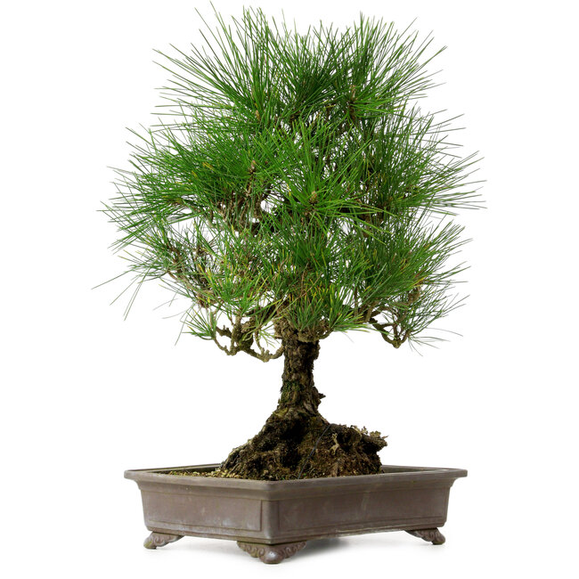Pinus thunbergii, 48 cm, ± 20 years old, with a nebari of 18 cm