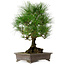Pinus thunbergii, 48 cm, ± 20 years old, with a nebari of 18 cm