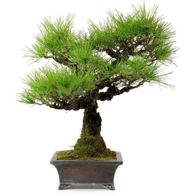 Pinus thunbergii, 43 cm, ± 20 Jahre alt