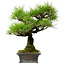 Pinus thunbergii, 43 cm, ± 20 anni