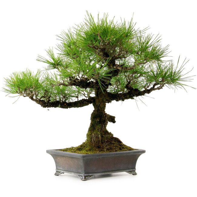 Pinus thunbergii, 43 cm, ± 20 years old
