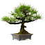Pinus thunbergii, 43 cm, ± 20 años de edad