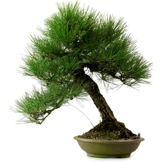 Pinus thunbergii, 55 cm, ± 20 años de edad