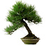 Pinus thunbergii, 55 cm, ± 20 anni, con nebari di 19 cm