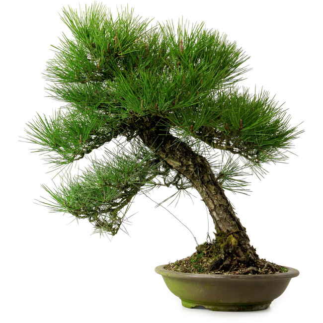 Pinus thunbergii, 55 cm, ± 20 años de edad, con un nebari de 19 cm.