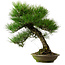 Pinus thunbergii, 55 cm, ca. 20 Jahre alt, mit einem Wurzelhals von 19 cm
