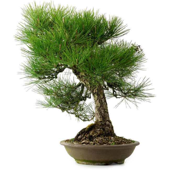 Pinus thunbergii, 55 cm, ± 20 years old, with a nebari of 19 cm