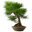 Pinus thunbergii, 55 cm, ± 20 jaar oud, met een nebari van 19 cm.