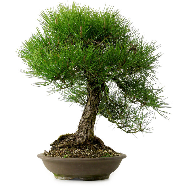 Pinus thunbergii, 55 cm, ± 20 ans, avec un nebari de 19 cm