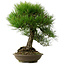 Pinus thunbergii, 55 cm, ca. 20 Jahre alt, mit einem Wurzelhals von 19 cm