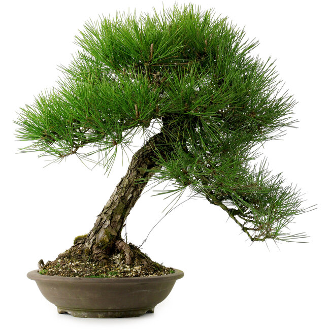 Pinus thunbergii, 55 cm, ± 20 years old, with a nebari of 19 cm