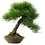 Pinus thunbergii, 55 cm, ca. 20 Jahre alt, mit einem Wurzelhals von 19 cm