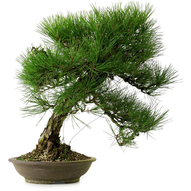 Pinus thunbergii, 55 cm, ± 20 años de edad, con un nebari de 19 cm.