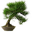 Pinus thunbergii, 55 cm, ± 20 ans, avec un nebari de 19 cm