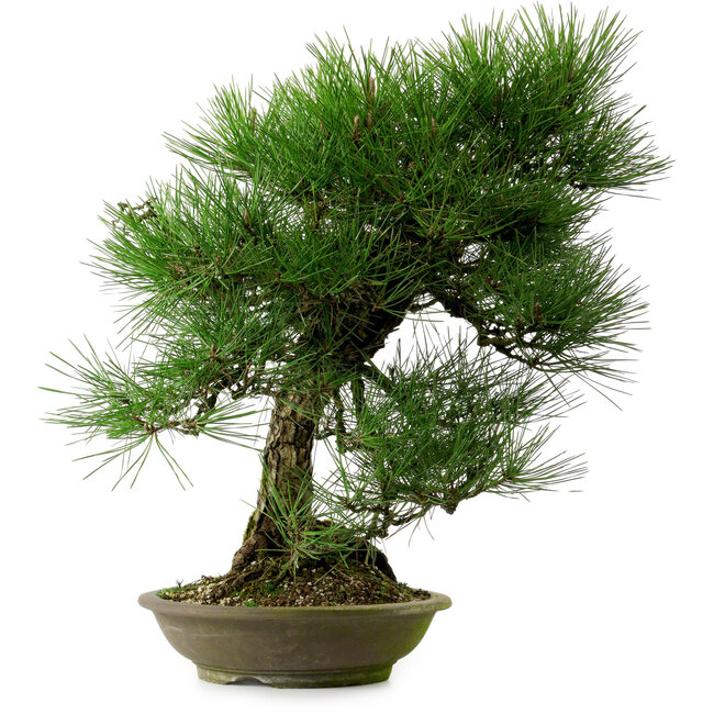 Pinus thunbergii, 55 cm, ± 20 años de edad, con un nebari de 19 cm.