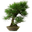 Pinus thunbergii, 55 cm, ± 20 años de edad, con un nebari de 19 cm.